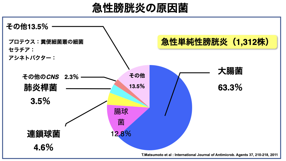 急性膀胱炎原因菌の割合